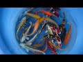 2022 MHO 203 Maruhiro Small Nisai Mix 23 27 Cm SAMPLE 