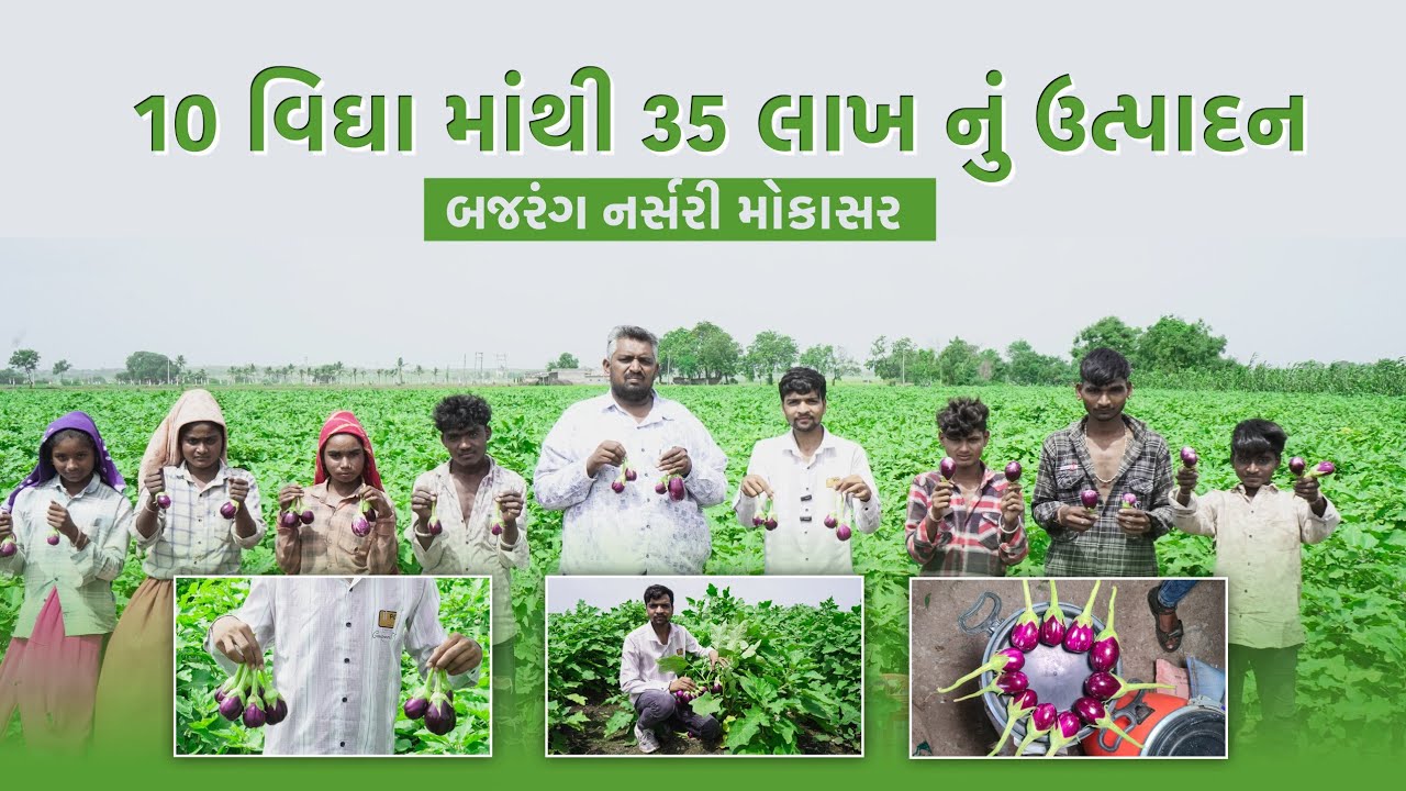 એક વર્ષમા ખેડૂતે લાખો રૂપિયાનું કર્યુ વેસાણ||દેશી ચોકલેટ ગુલાબી રીંગણી ||ગુલાબી રીંગણી||ખેડૂત મિત્ર 