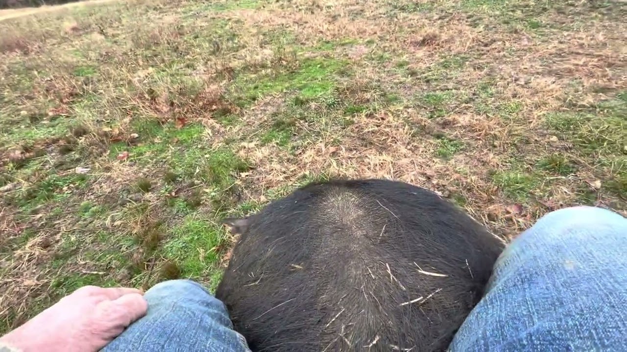 Riding my Berkshire Boar Mountain Man and we are out looking for sows in heat
