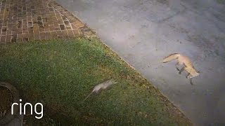 Opossum Chases a Fox | RingTV