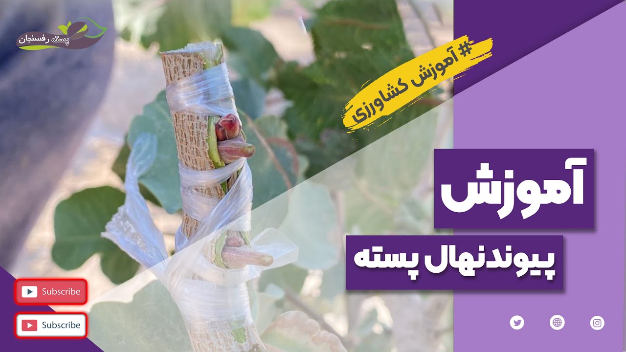 پیوند زدن نهال پسته (به صورت قدم به قدم ) -  Pistachio Grafting (Step By Step)