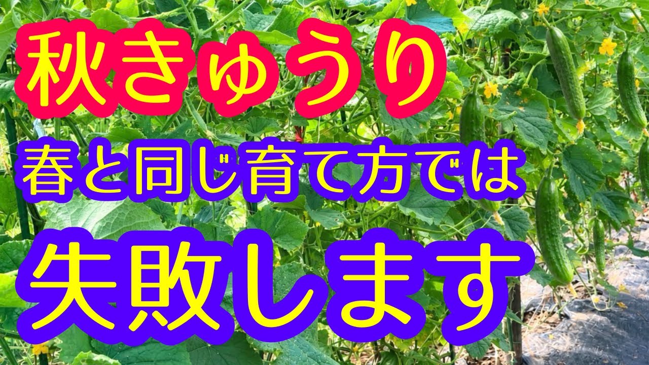 Autumn Cucumbers] Change it up a little! You can harvest a ton of