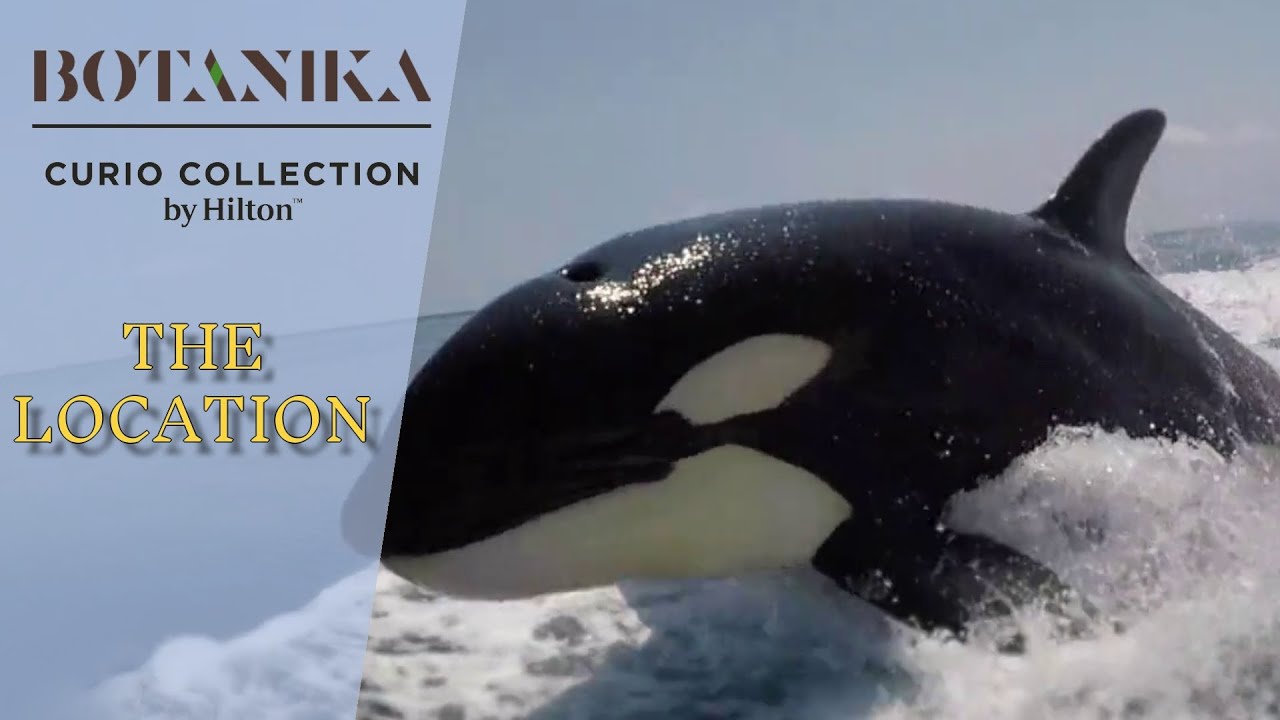 The Location of Botánika Osa Peninsula, Curio Collection by Hilton