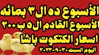 اسعار الكتكوت الأبيض اليوم سعر الكتاكيت اليوم السبت ٣٠-٩-٢٠٢٣ في الشركات في مصر