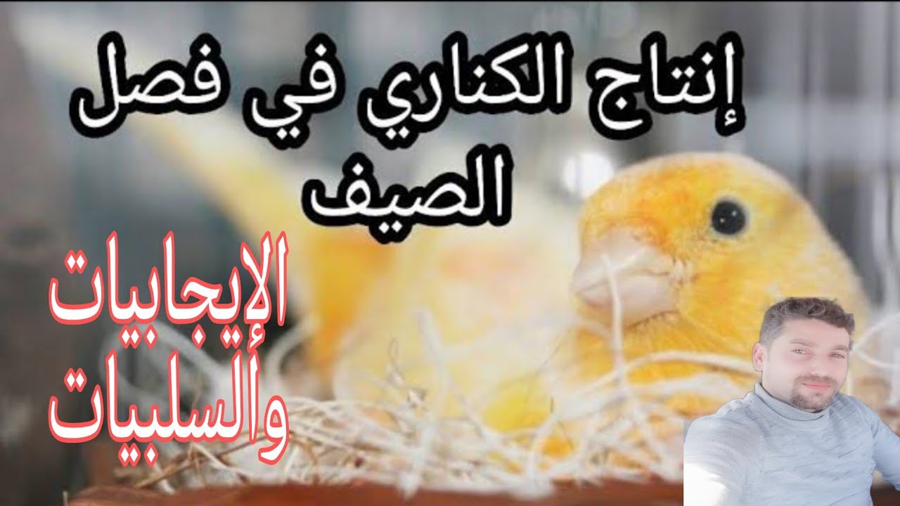 شروط انتاج الكناري والحسون في فصل الصيف