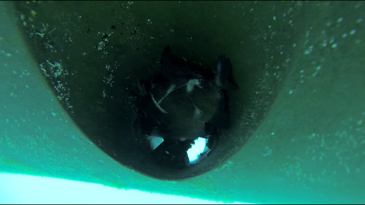 Y2K Hull Cleaning with 