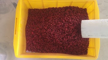 GroTech Medlar Color Sorter Machine-Color Sorting Video