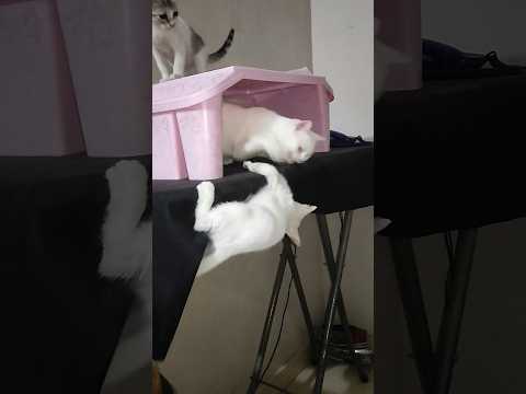 أحمد تف عليا