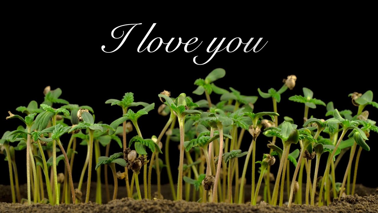 Love Letter to Cannabis by Chad Westport