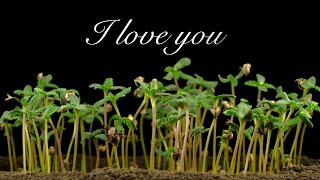 Love Letter to Cannabis by Chad Westport