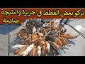 أوشيما جزيرة تحكمها القطط في اليابان ممنوع دخول الكلاب