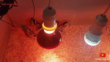 Kỹ thuật ấp và nuôi gà rừng con mới nở.