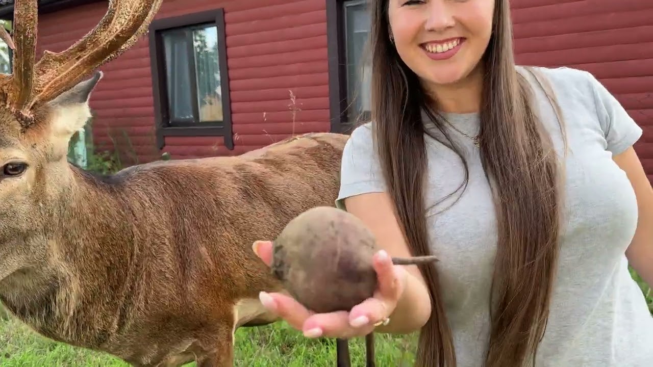 олень Борис тут як тут #irysik3076 #deer #animals #олень #оленьборис #оленьборя 