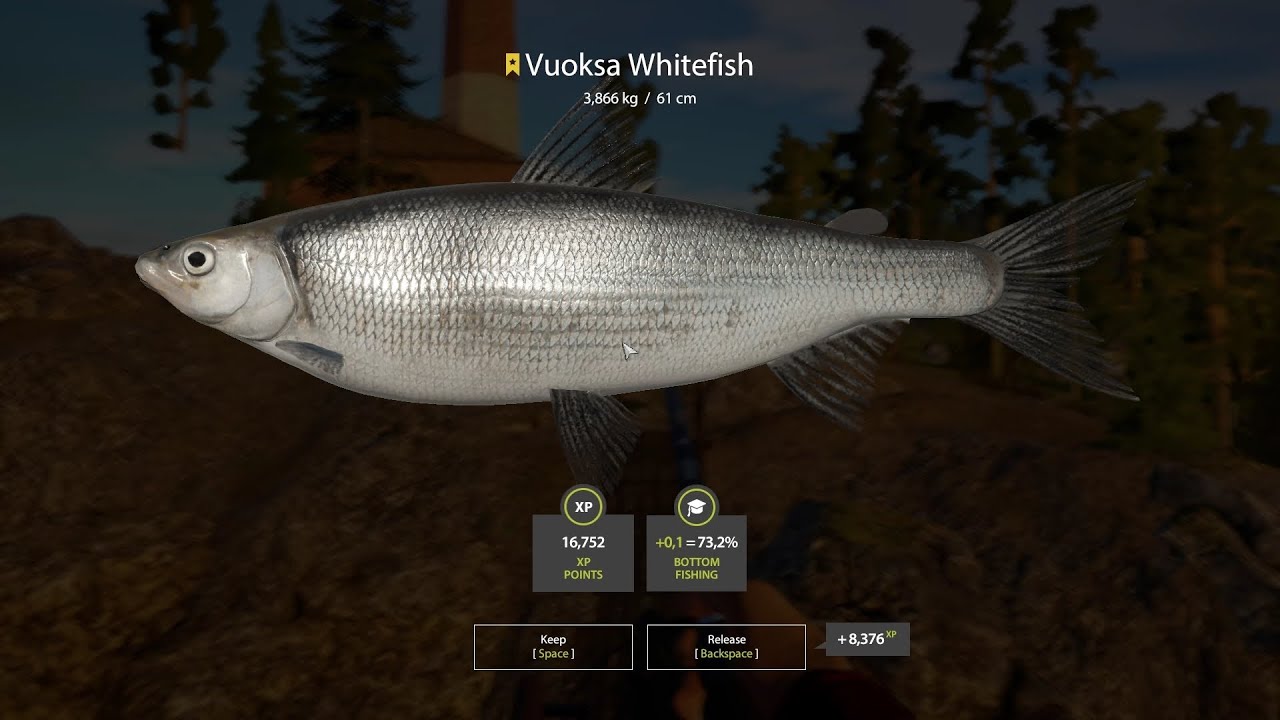 Russian Fishing 4 - Vuoksa Whitefish Trophy 3,866 kg - Ladoga Lake