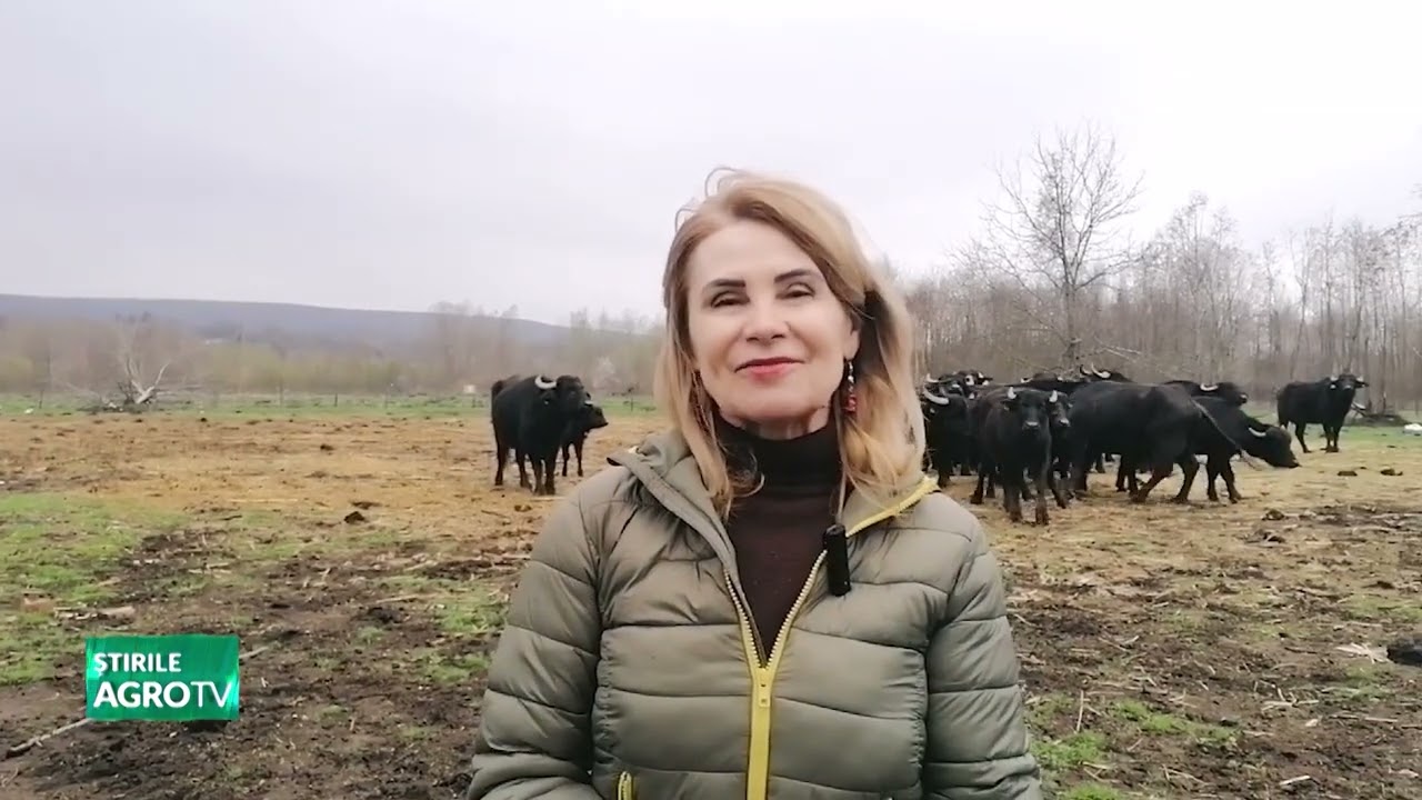 Stâlpeni, Argeș  fermă model de bivolițe 01 04 2025