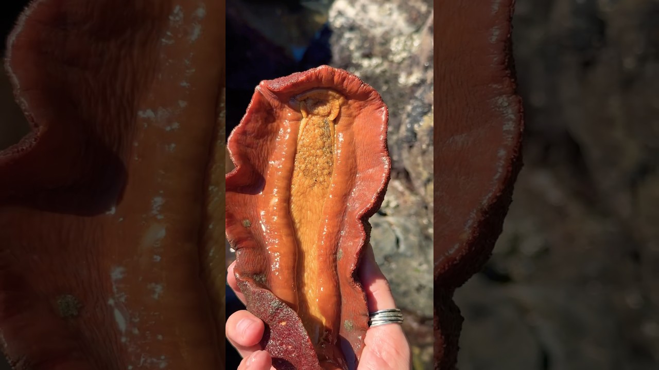 THIS Animal is Actually Real! 