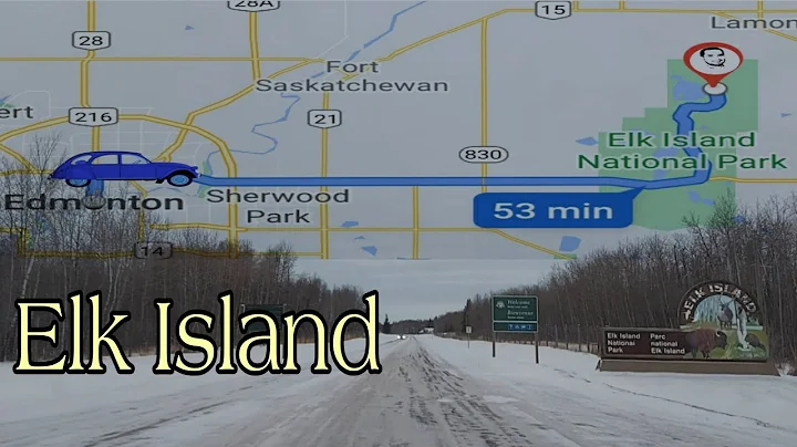 Elk Island National Park -Bisons in Hibernation