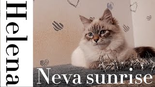 Helena | Neva Sunrise by Neva Sunrise  97 views 2 years ago 1 minute, 5 seconds