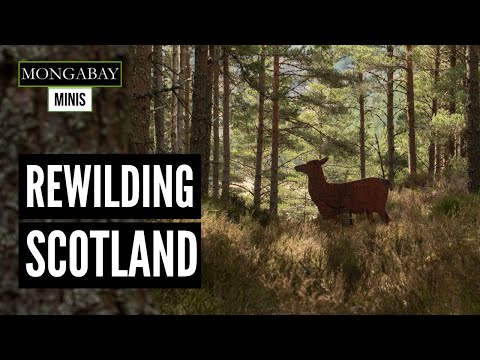 The rewilding movement recovers Scotland's native woodlands