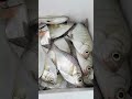 Perch Run