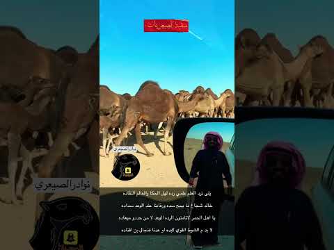 نوادر مراين خالد الصيعري الابل السواحل الحمر الدم