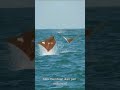 Profil Ikan Pari : Sang Penari Lautan !