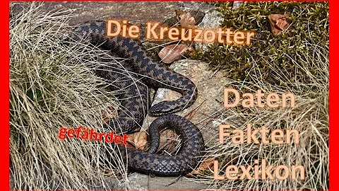 Welche Tiere fressen Kreuzotter?