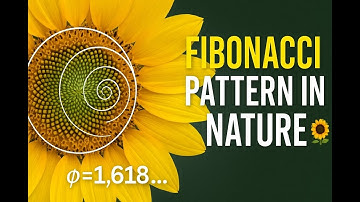 Fibonacci Pattern in Nature 🌻 | Sunflower Spiral & Golden Ratio Explained