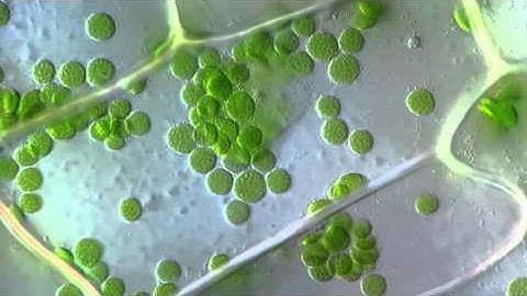 Cyclosis   Cytoplasmic streaming in plant cells Elodea   DIC microscope  1250x