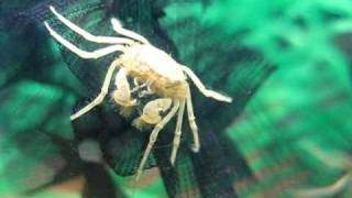 Limnopilos naiyanetri (False spider crab) in freshwater aquarium
