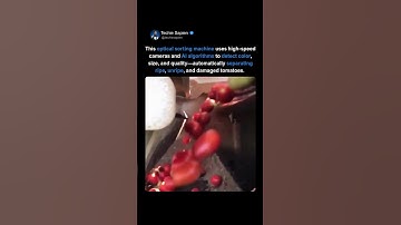 AI Tomato Sorting Machine Uses Cameras & AI to Pick Perfect Tomatoes 🍅🤖