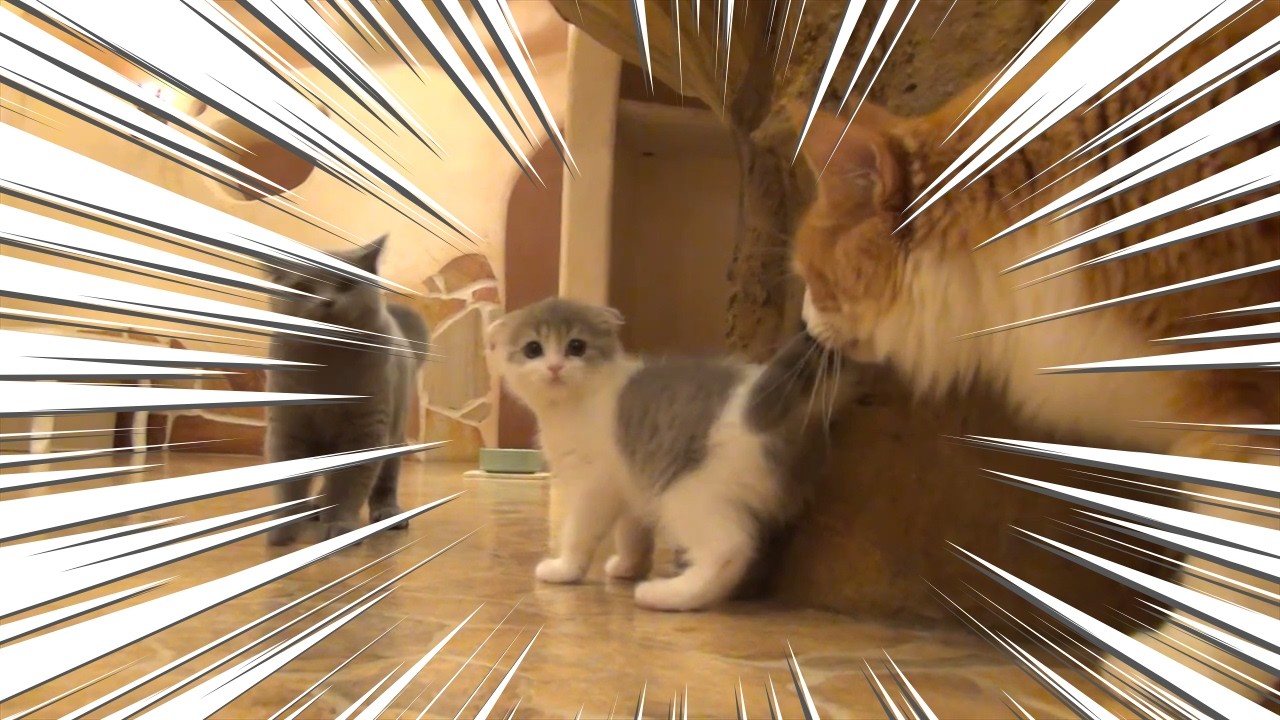 【Cat Cafe】赤ちゃんねこぼっくりがやってきた日【てまりのおしろ】2月22日は猫の日