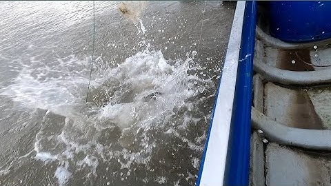 kéo câu giăn được cá ngát và cá cháp bự bự (lê nghĩa cần giờ)