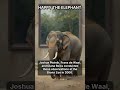Happy the Elephant: The Mirror Test | #shorts