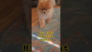 #funny #animals #shorts CUTEST Critter Crazes You NEED to See! 🐾