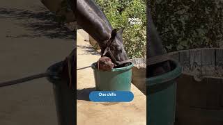 PMH SING D241213 Chocolate Lab Sits Inside Bucket While Horse Drinks Water From it FBR IGR YTS TK PP