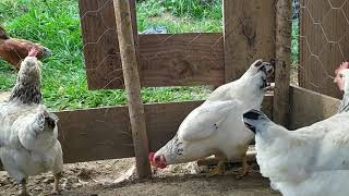 Galinha Glz Baia White, Ovos Azuis E Verdes.