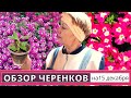 Уход и размножение черенков вербены, алиссума, бегонии, гортензии, фуксии ОБЗОР на 15 декабря