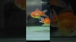 BEAUTIFUL GOLDFISH ? | ORANDA FISH ? AQUARIUM ?? shorts