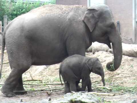 baby elephant drinking milk