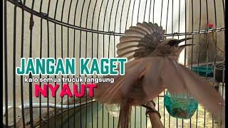 trucukan gacor dan trucukan ropel panjang ini AMPUH buat pancingan trucukan agar bunyi 