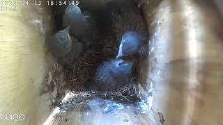 Bluebird Baby Is Peering Outside.