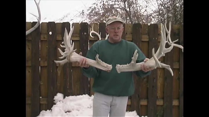 "Buck of Justice" Shed Antlers - MossBack