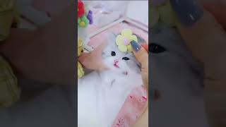 Little Cute Cat
