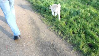 DSCF0569.MOV