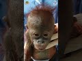 Gito the orangutan was found inside a ROTTING cardboard box