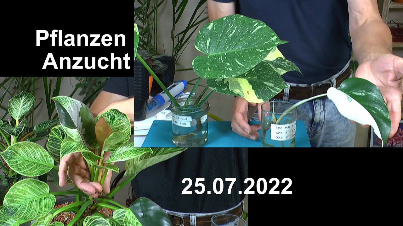 Pflanzenanzucht und wie es weiter geht mit Monstera, Philodendron Birkin  und andere Pflanzen
