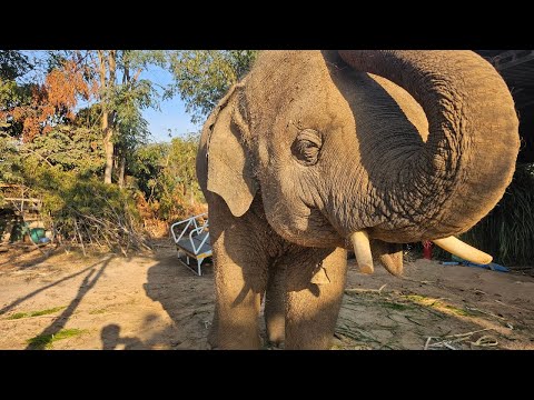 แม่คนไหนมาหามิ่ง