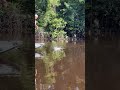 Pescaria de tucunaré nos lagos do Rio Jauaperi em Roraima