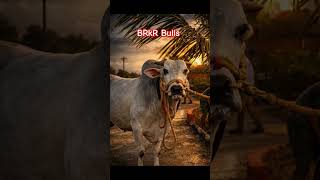 BRKR Bulls